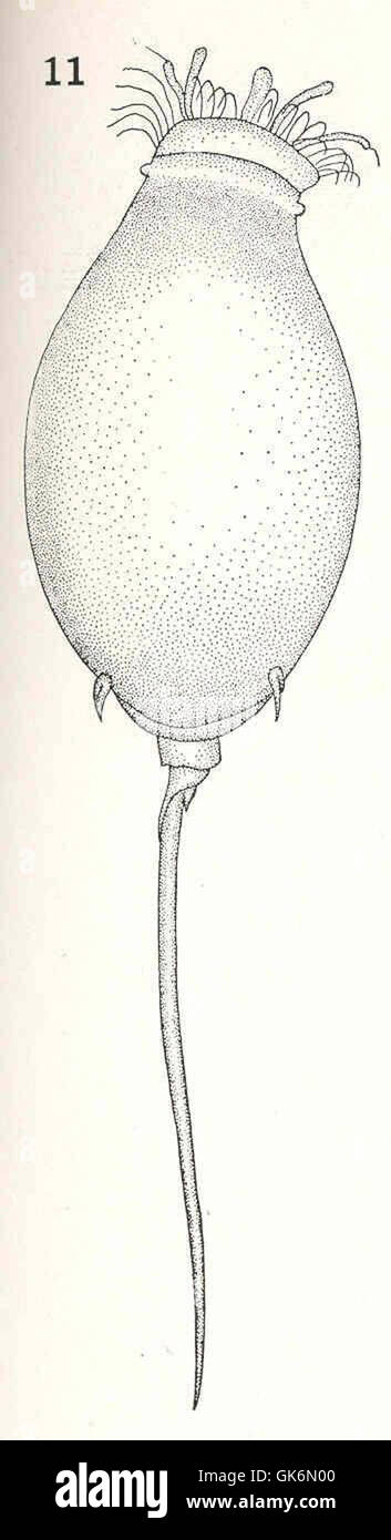 Mastigocerca bicupses, observed from a dorsal view, is a species of parasitic copepod. This microscopic organism inhabits the gills of fish and plays a role in marine ecosystems. Stock Photo