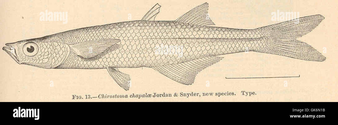 40487 Chirostoma chapalae Jordan & Snyder, new species Type Stock Photo