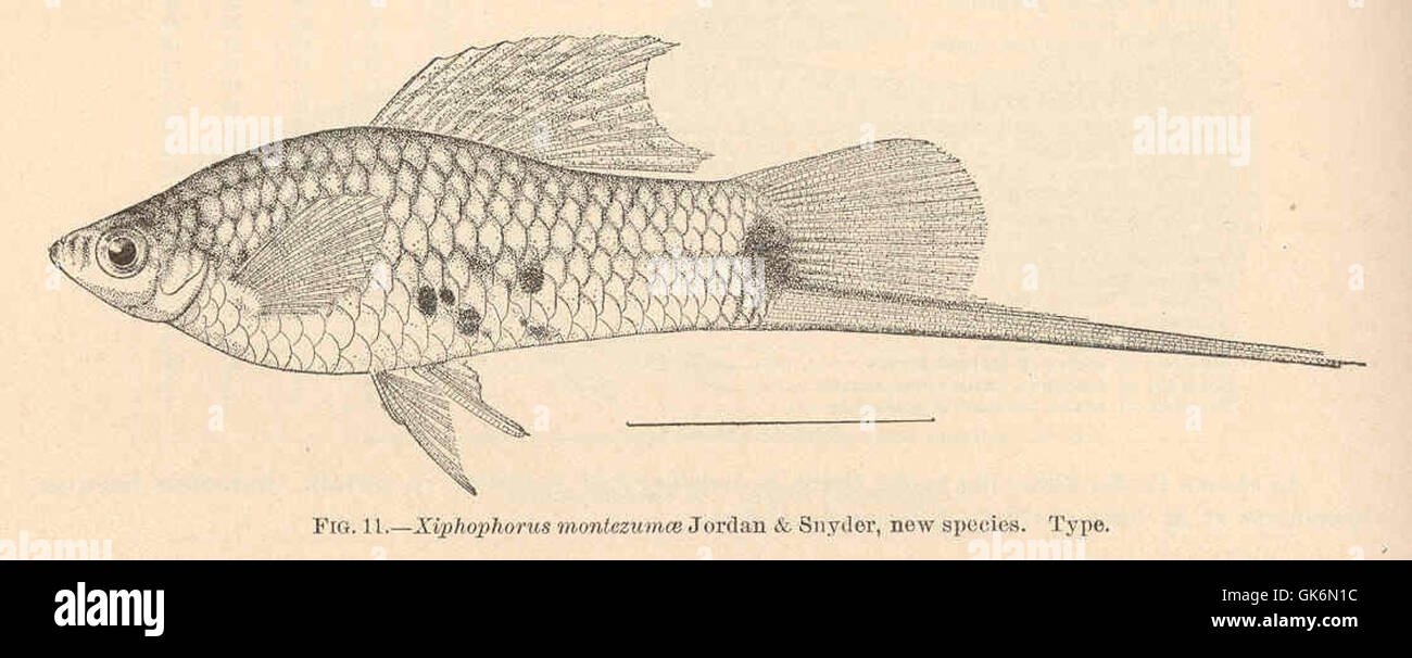 40488 Xiphophorus montezumae Jordan & Snyder, new species Type Stock Photo