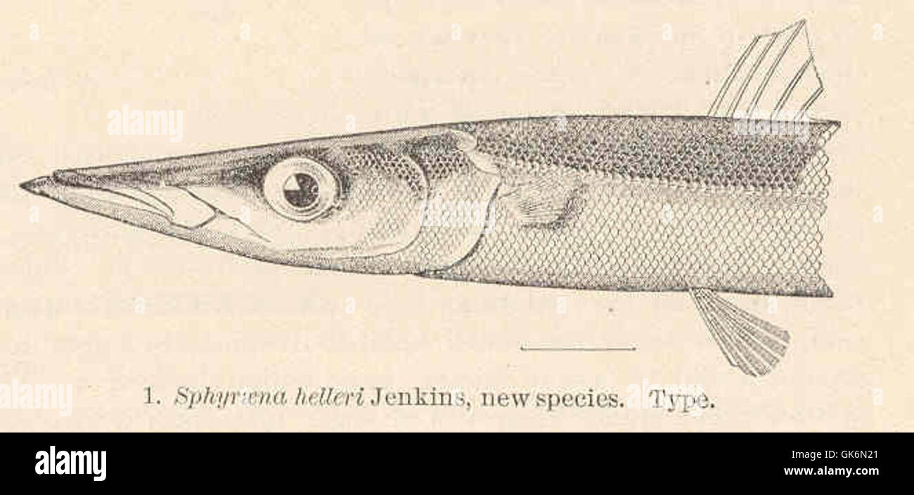 40503 Sphyraena helleri Jenkins, new species Type Stock Photo