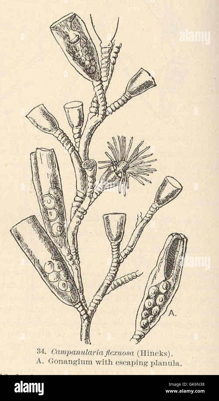 40531 Campanularia flexuosa (Hincks) A Gonangium with escaping planula ...