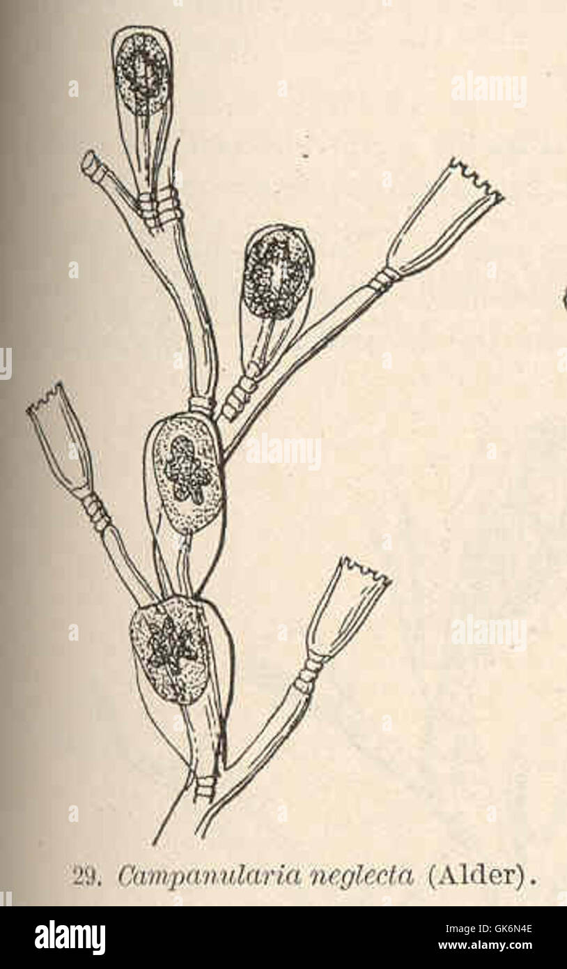 40561 Campanularia neglecta (Alder) Stock Photo