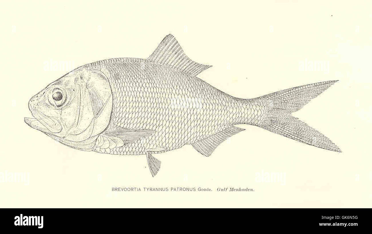 Brevoortia patronus hires stock photography and images Alamy