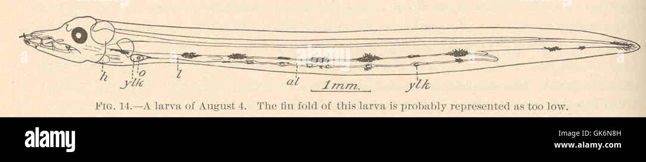 40655 Conger Eel - Larva of August 4 The fin fold of this larva is ...