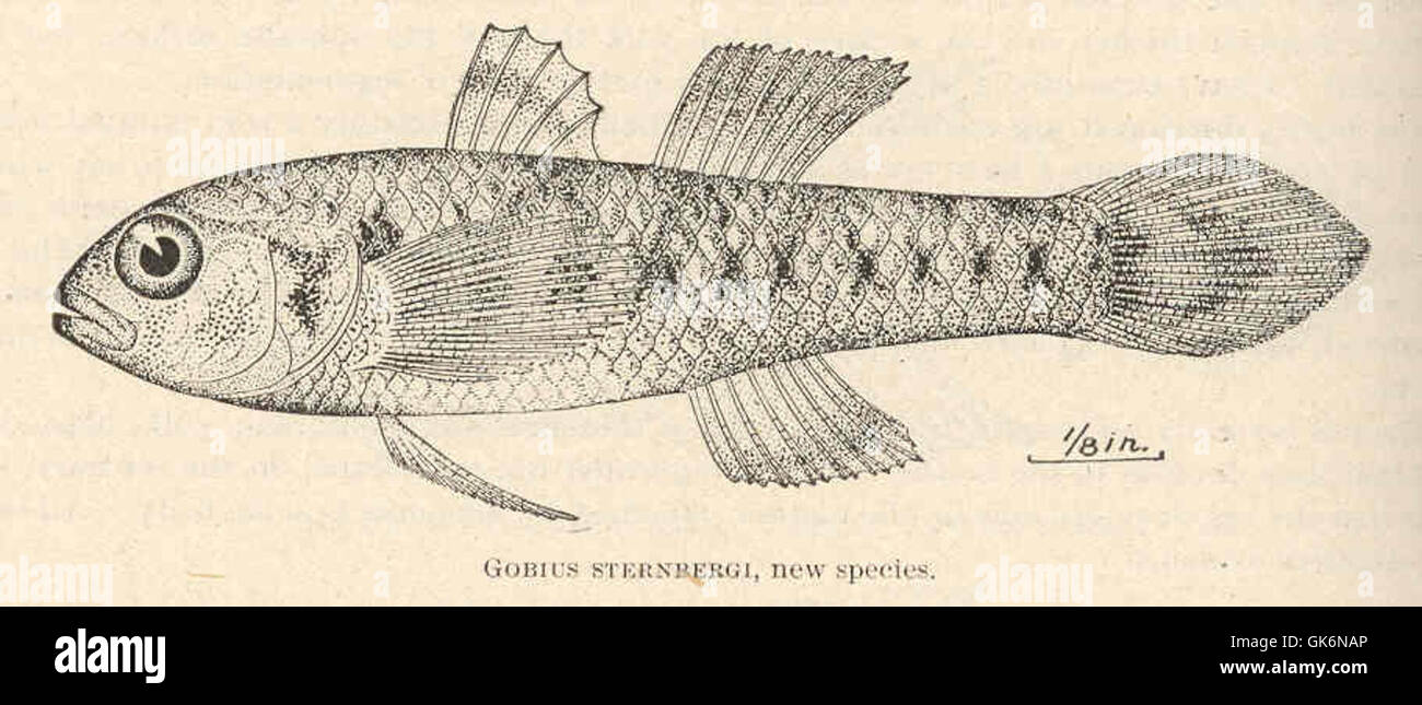 40709 Gobius sternbergi, new species Stock Photo