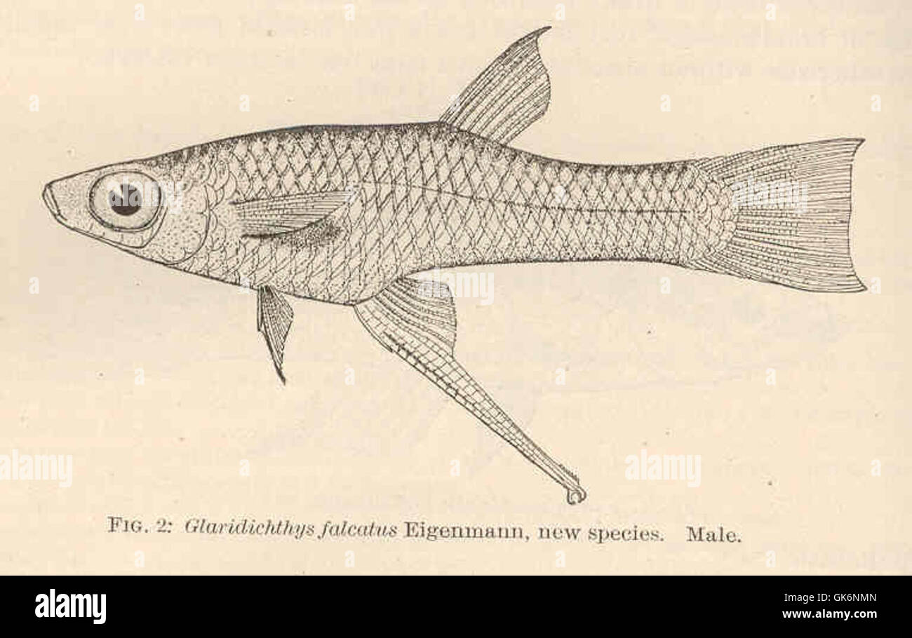 40940 Glaridichthys falcatus Eigenmann, new species Male Stock Photo