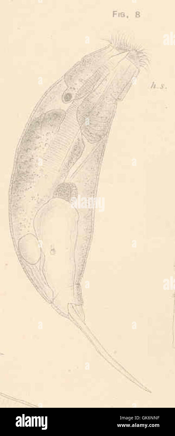 40961 Diurella tenuior Gosse Larger specimen, dorsal or dorso-dextral view Stock Photo