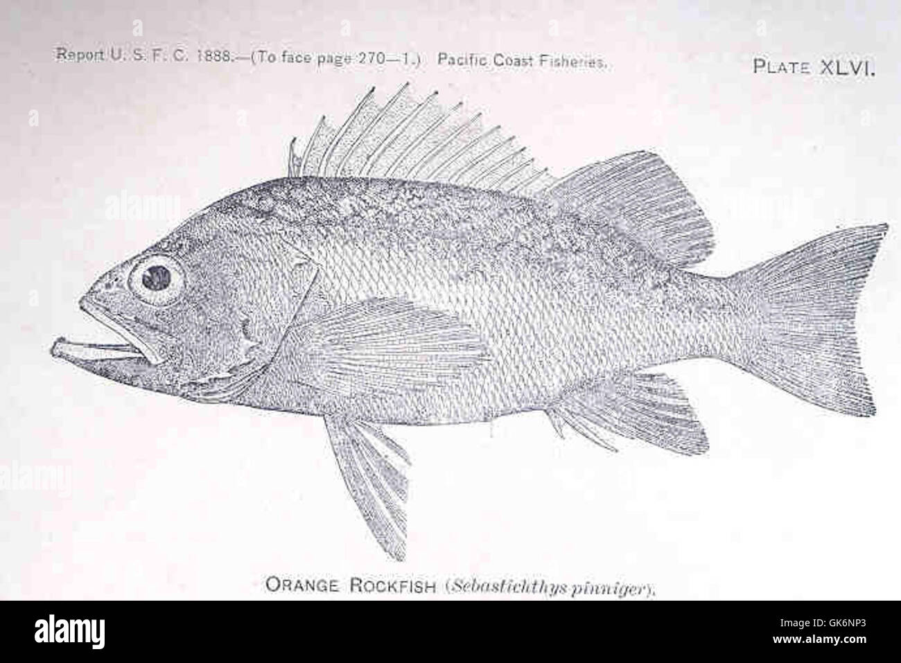 33371 Orange Rockfish Stock Photo Alamy