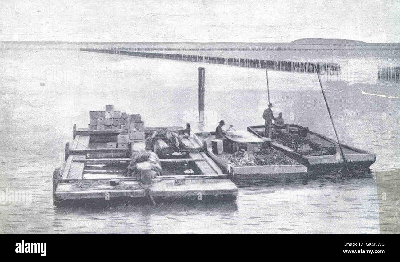 33379 Culling Oysters, San Francisco Bay Stock Photo Alamy