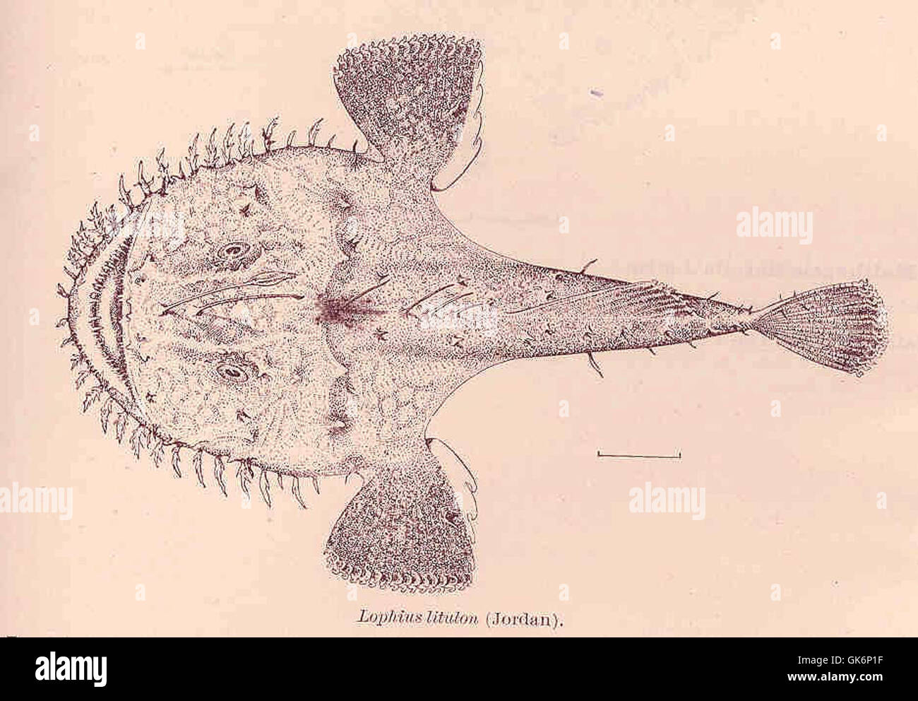 Lophius brachysomus