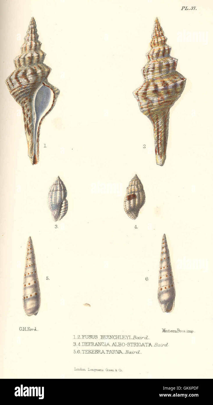41431 Fusus brenchleyi Baird (1,2); Defrancia albo-strigata Baird (3,4); Terebra parva Baird (5,6) Stock Photo