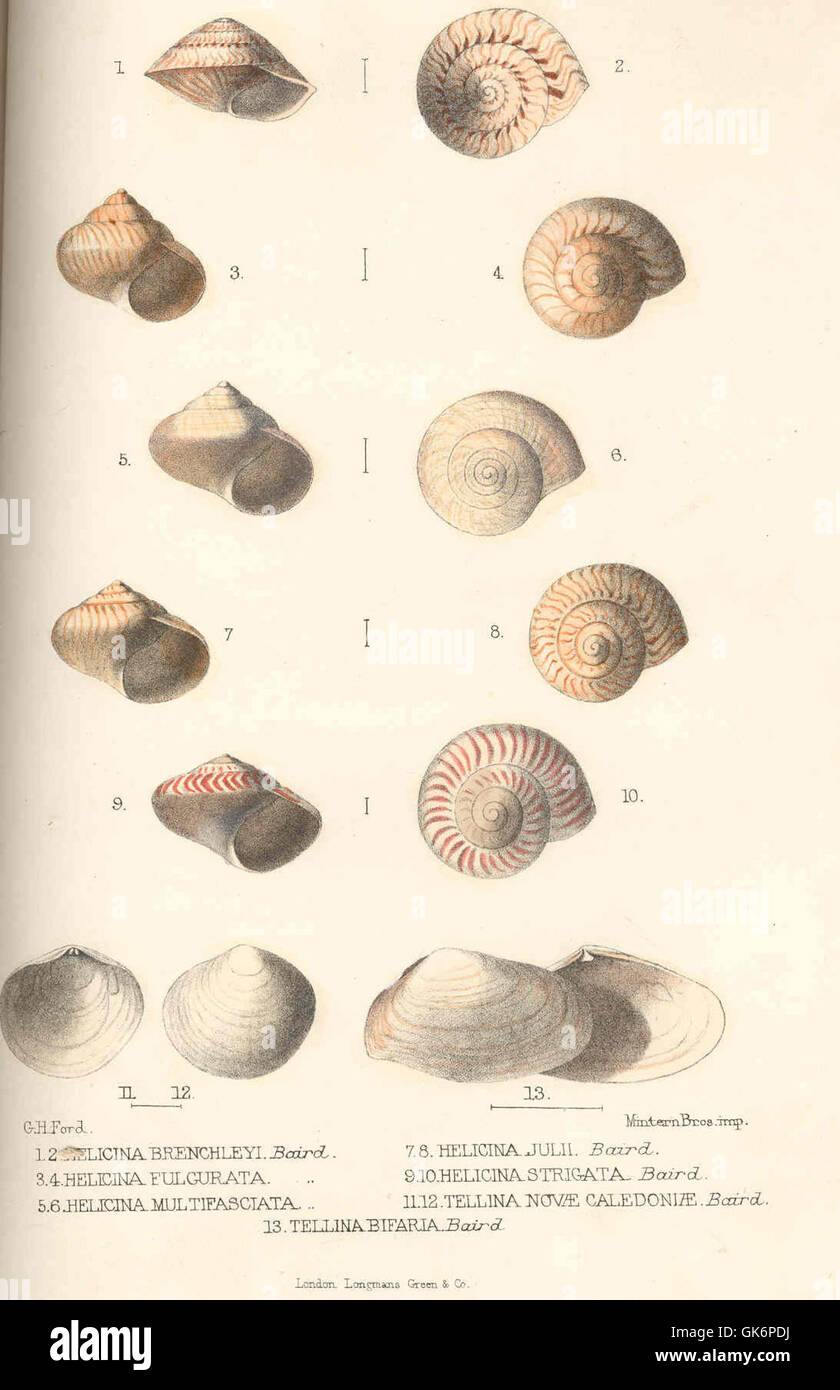 41434 Helicina brenchleyi Baird (1,2); Helicina fulgurata Baird (3,4); Helicina multifasciata Baird (5,6); Helicina julii Baird (7,8 Stock Photo