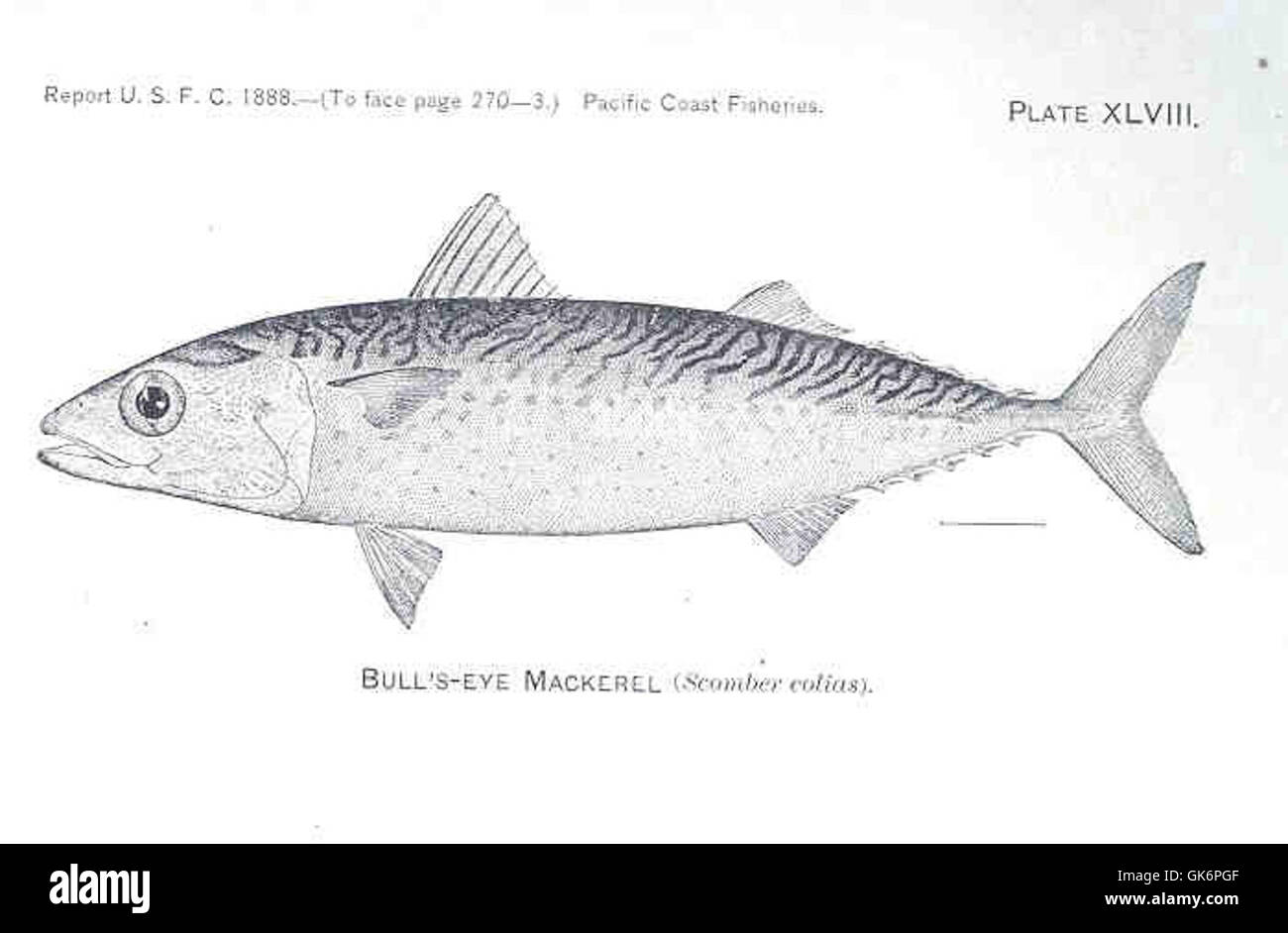 33422 Bull'sEye Mackerel Stock Photo Alamy