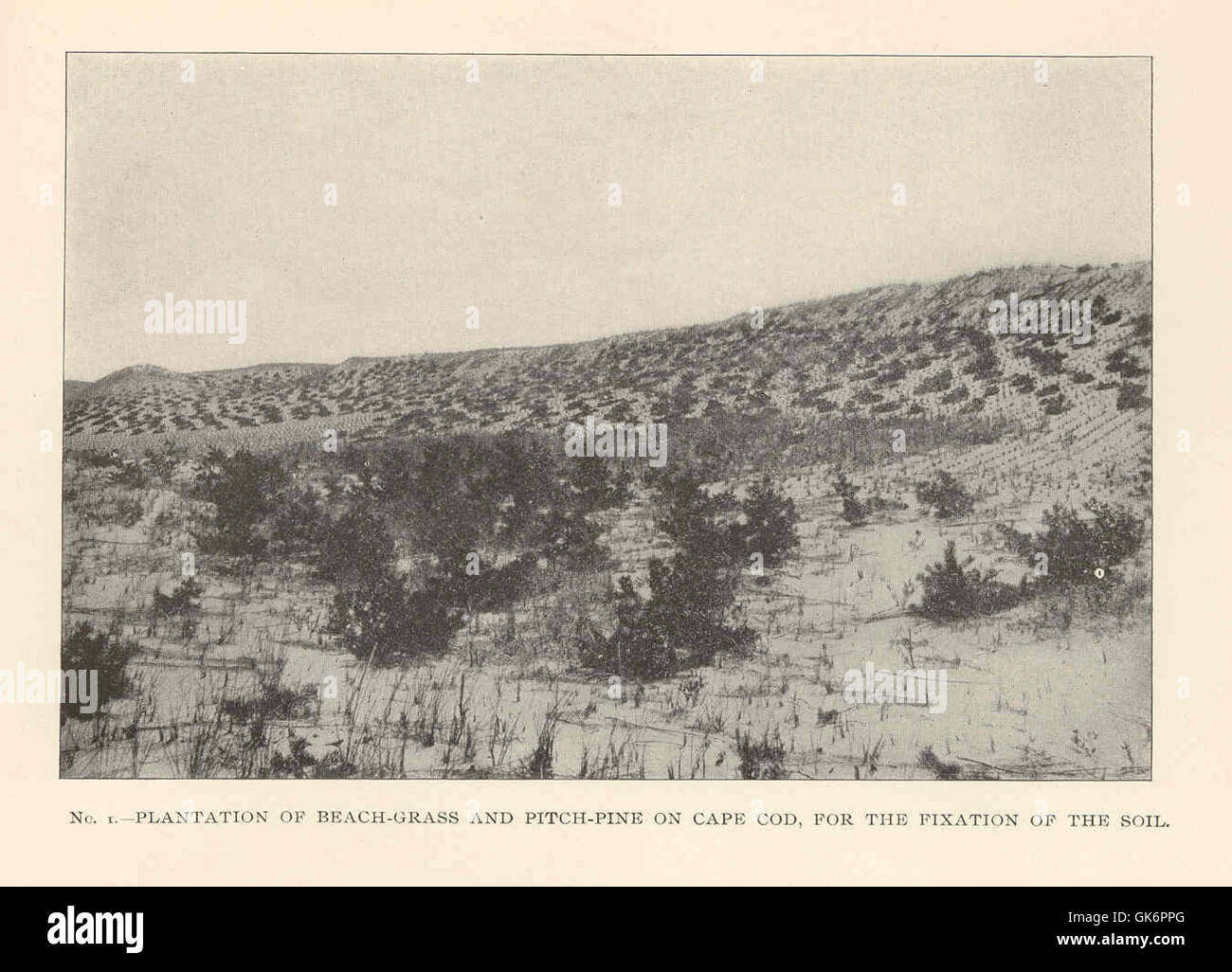 41645 Plantation of BeachGrass and PitchPine on Cape Cod, for the