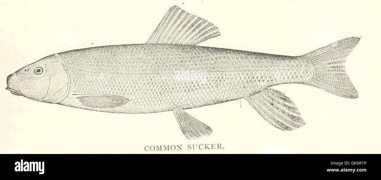 41811 Common Sucker (Catostomus commersonii Lacepede) Stock Photo