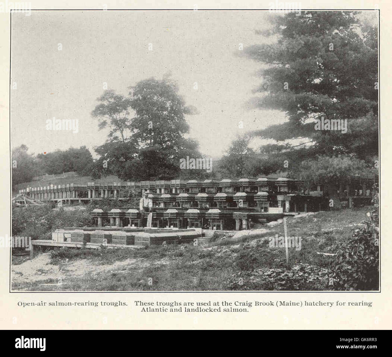 Rearing troughs hi-res stock photography and images - Alamy