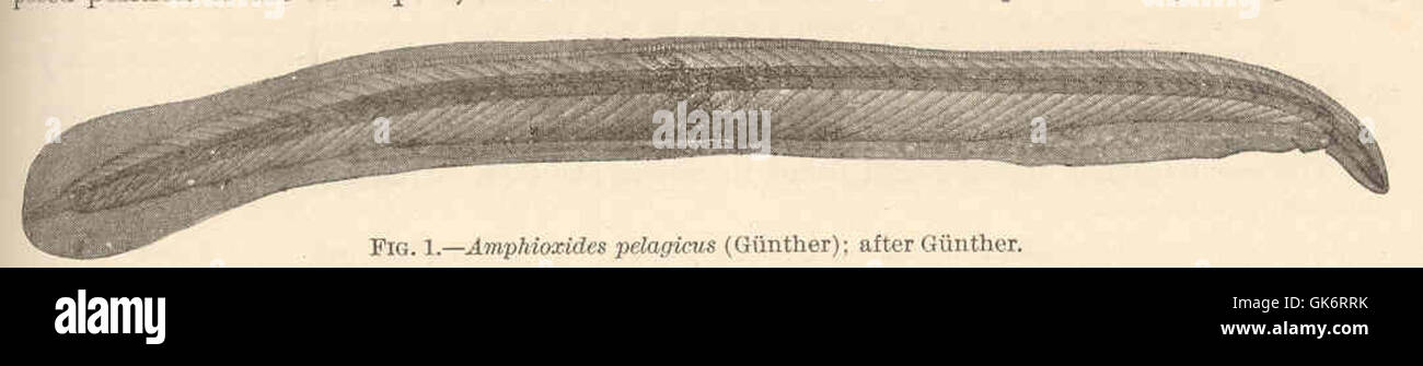 42357 Amphioxides pelagicus (Gunther); after Gunther Stock Photo