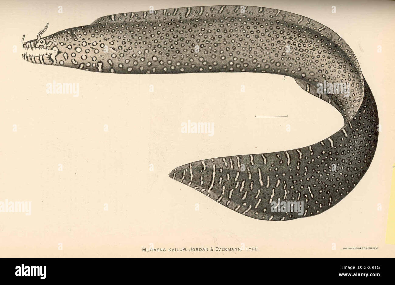 The illustration of *Muraena kailuae*, an eel species, from the 19th ...