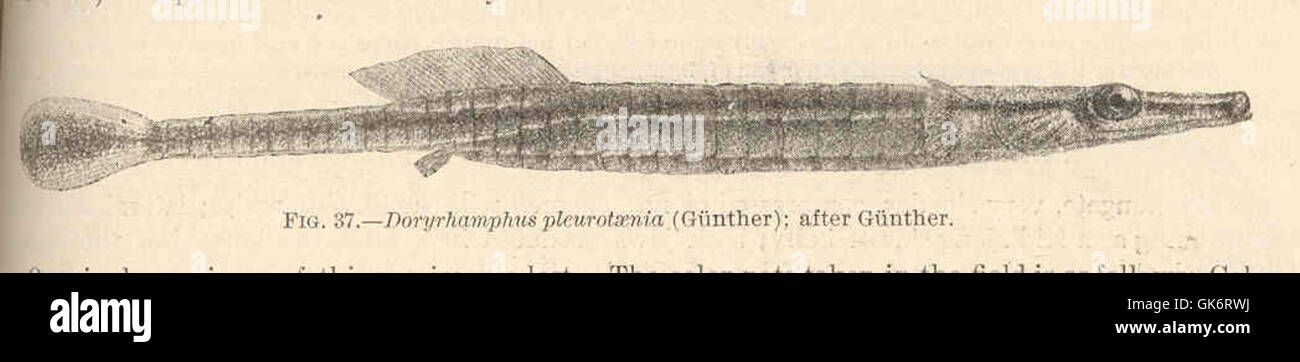 42403 Doryrhamphus pleurotaenia (Gunther) Stock Photo
