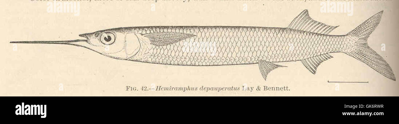 42408 Hemiramphus depauperatus Lay & Bennett Stock Photo
