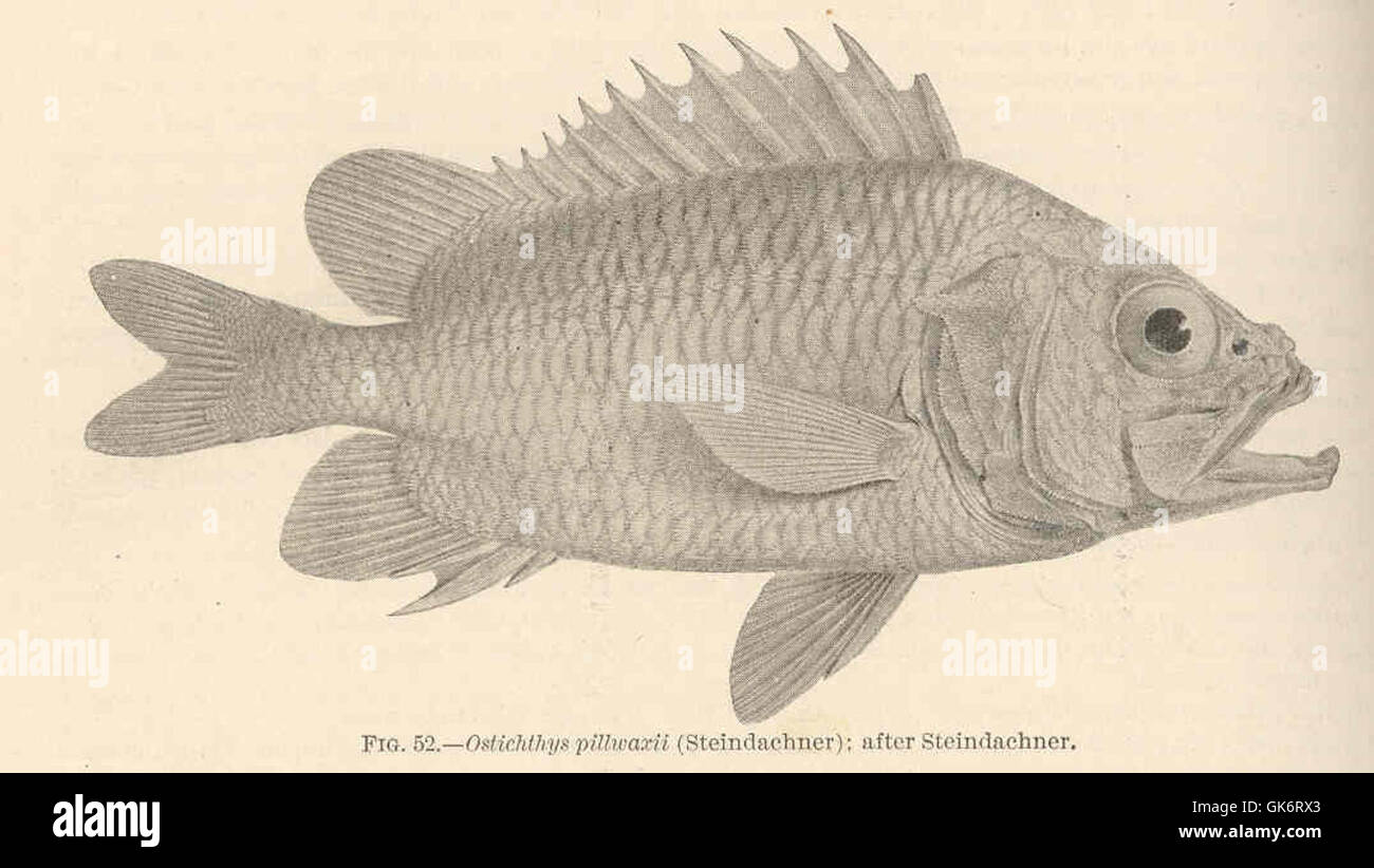 42415 Ostichthys pillwaxii (Steindachner); after Steindachner Stock Photo