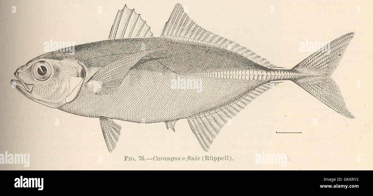 This illustration depicts Carangus affinis, a species of fish, from a vintage manuscript. The drawing captures the scientific study of marine life and features ornate borders and calligraphy typical of historical natural history illustrations. Stock Photo
