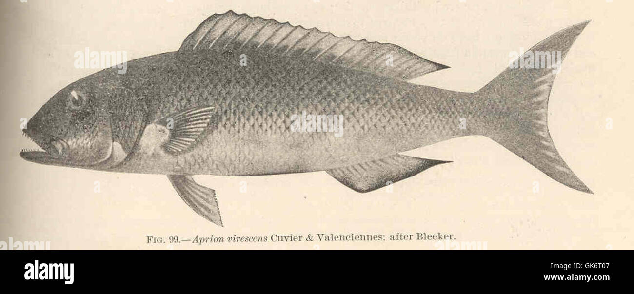 42466 Aprion virescens Cuvier & Valenciennes; after Bleeker Stock Photo