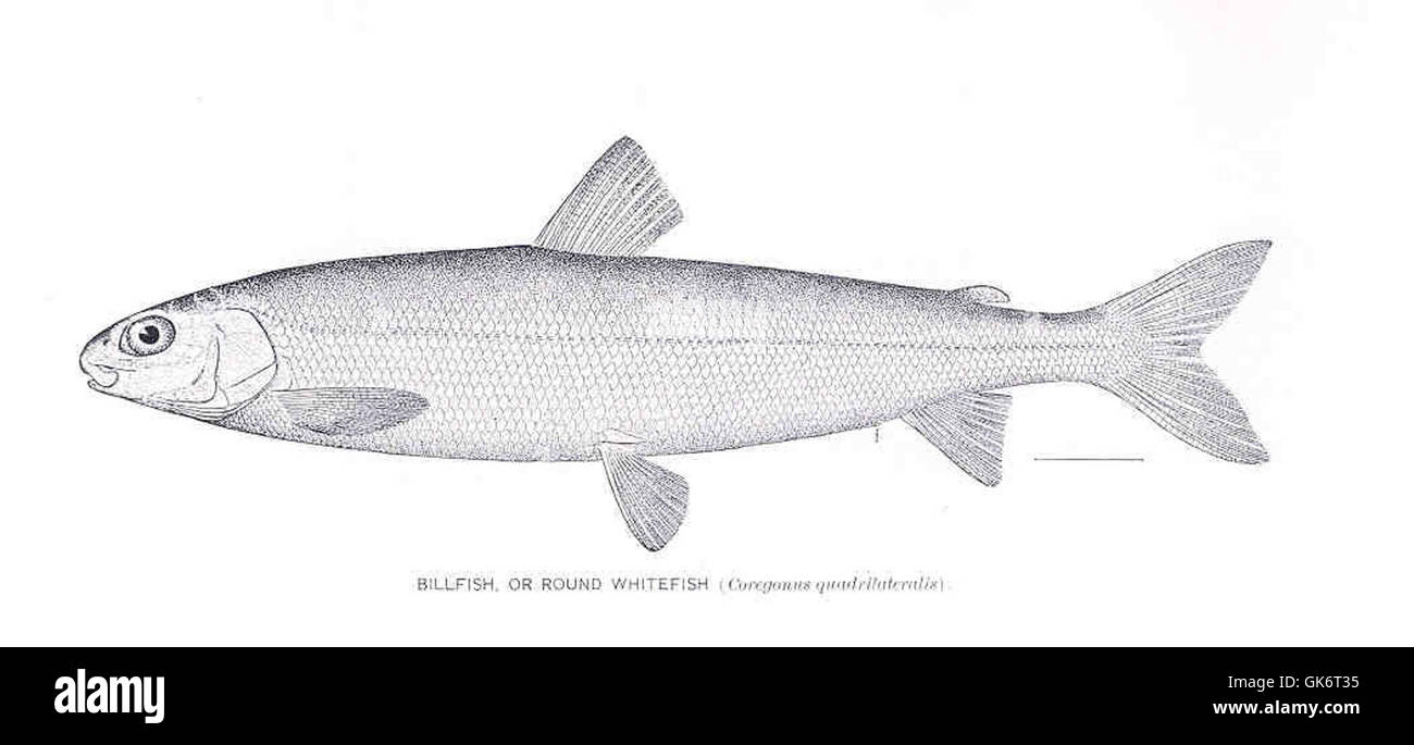 33522 Billfish, or Round Whitefish Stock Photo