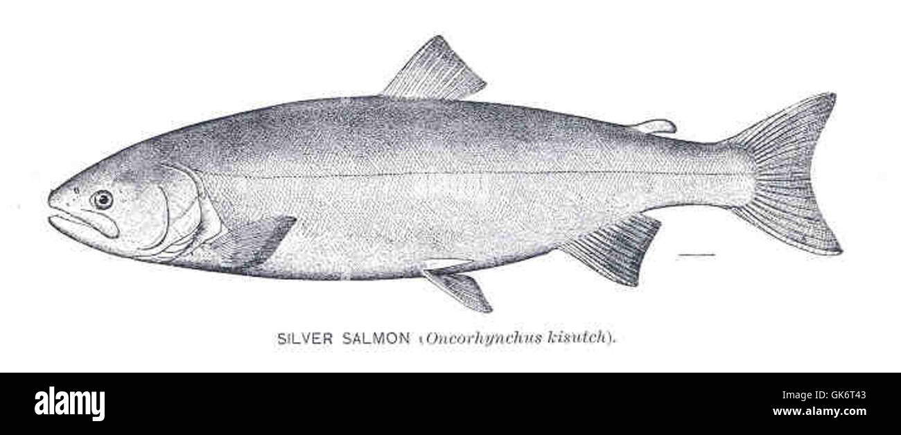 33524 Silver Salmon Stock Photo