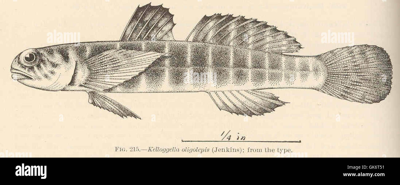 42574 Kelloggella oligolepis (Jenkins); from the type Stock Photo