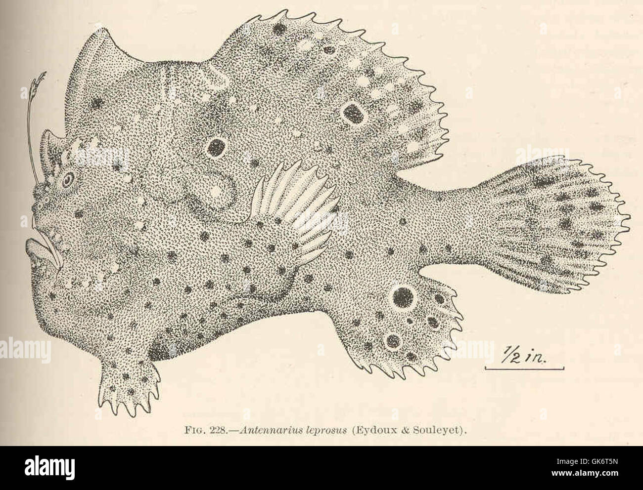 42591 Antennarius leprosus (Eydoux & Souleyet) Stock Photo
