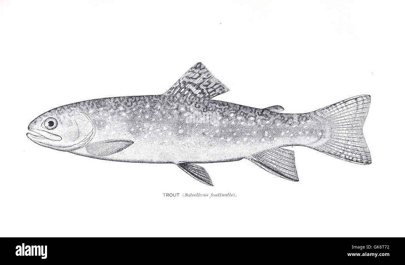 33532 Trout Stock Photo