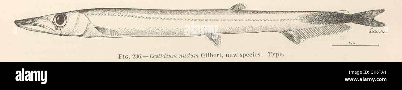 42688 Lestidium nudum Gilbert, new species Type Stock Photo