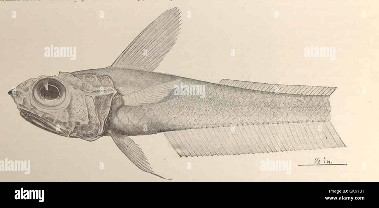 42732 Hymenocephalus striatulus Gilbert, new species Type Stock Photo