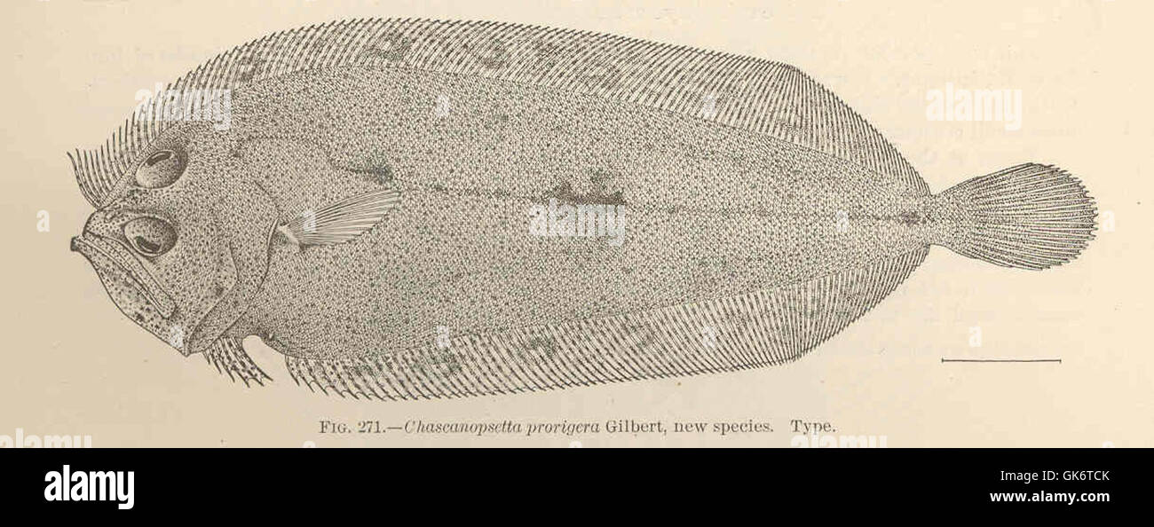 42749 Chascanopsetta prorigera Gilbert, new species Type Stock Photo