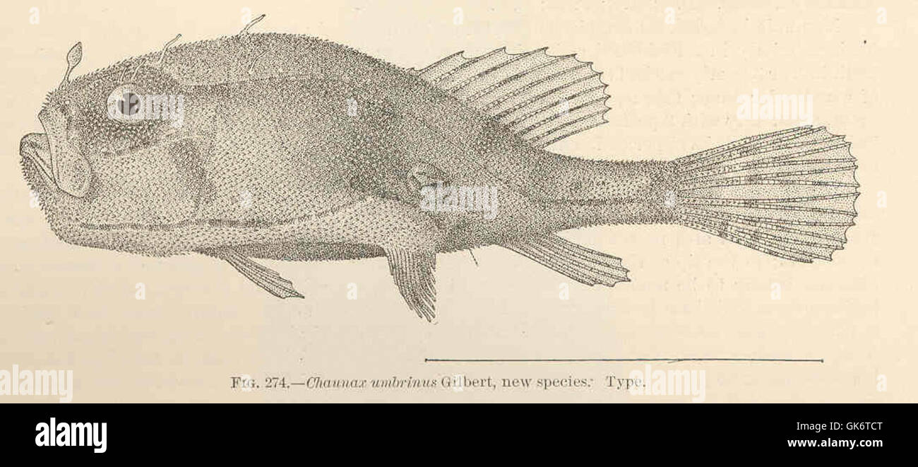42753 Chaunax umbrinus Gilbert, new species Type Stock Photo