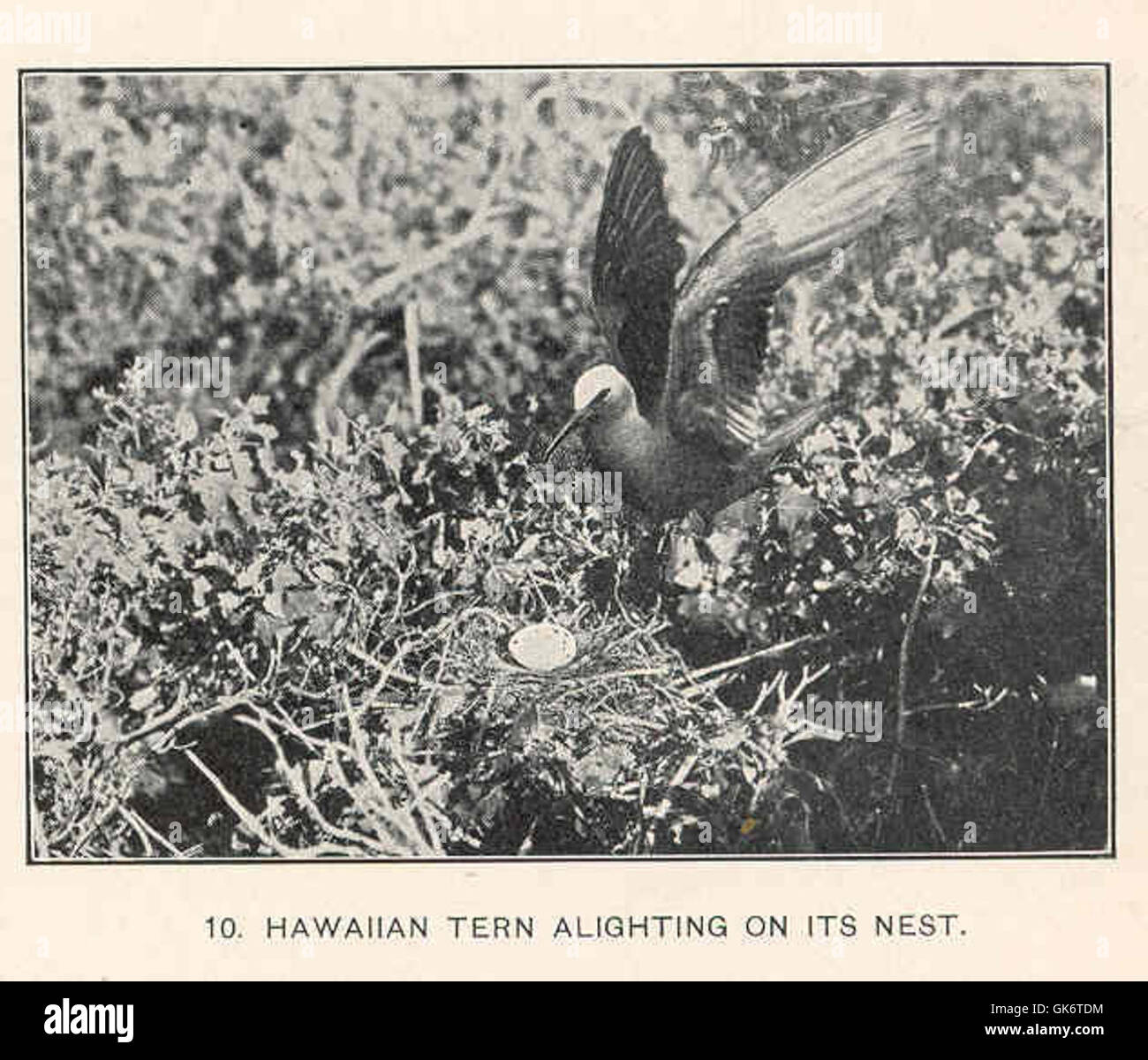 42774 Hawaiian Tern Alighting on its nest Stock Photo