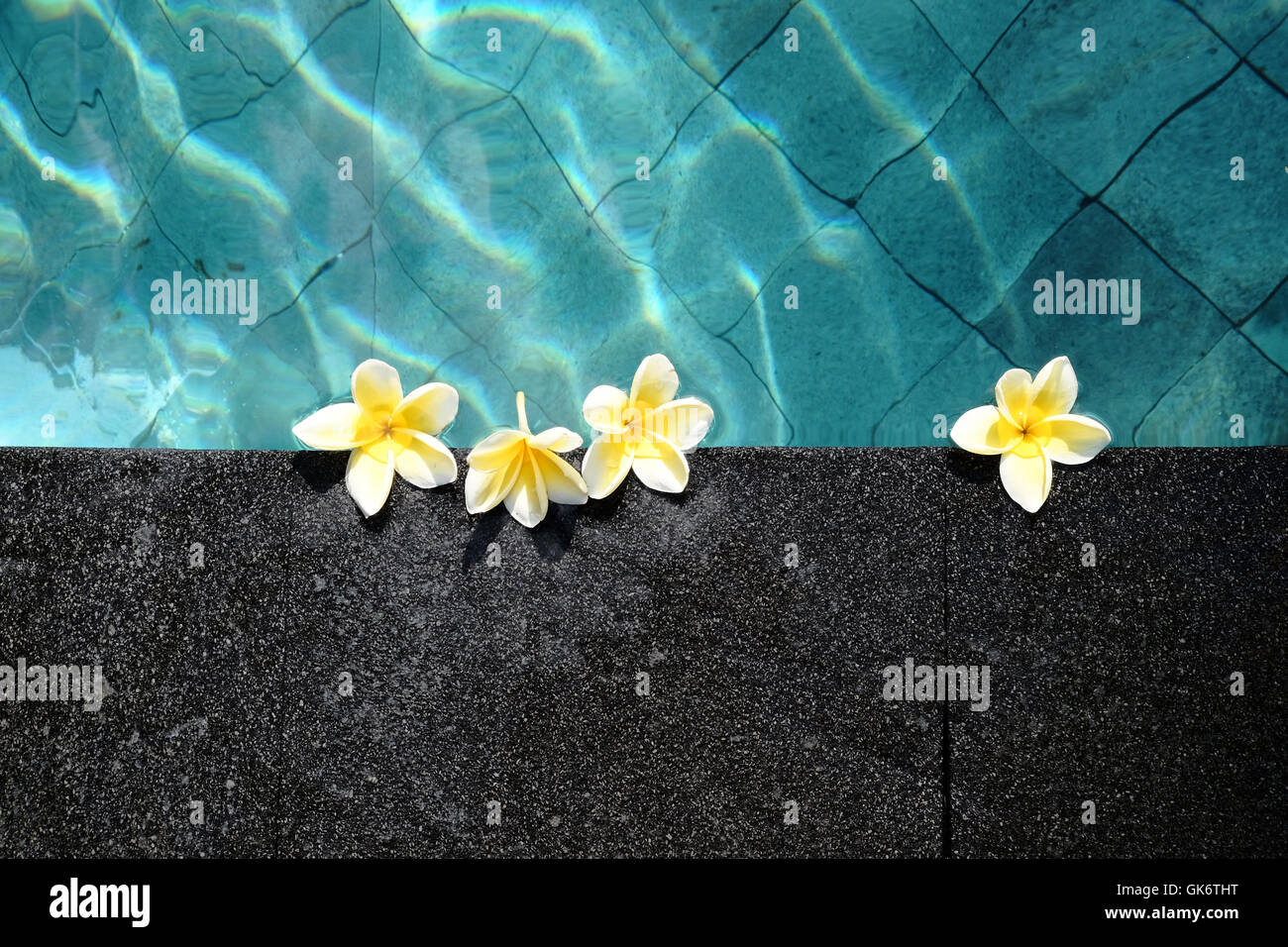 Frangipani flowers floating in a swimming pool in Bali Stock Photo