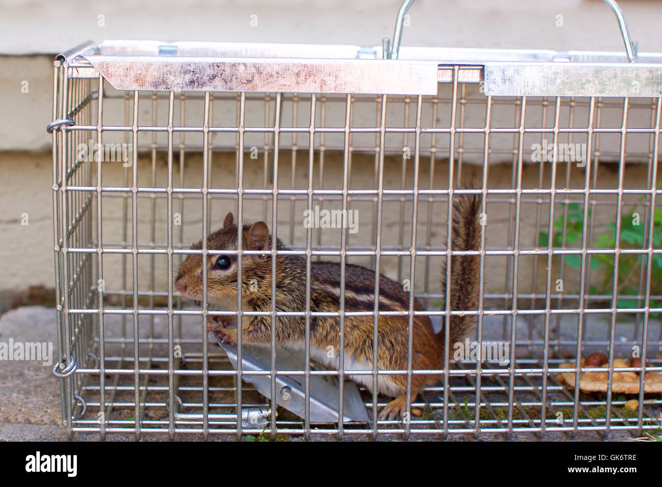 chipmunk in humane animal trap Stock Photo