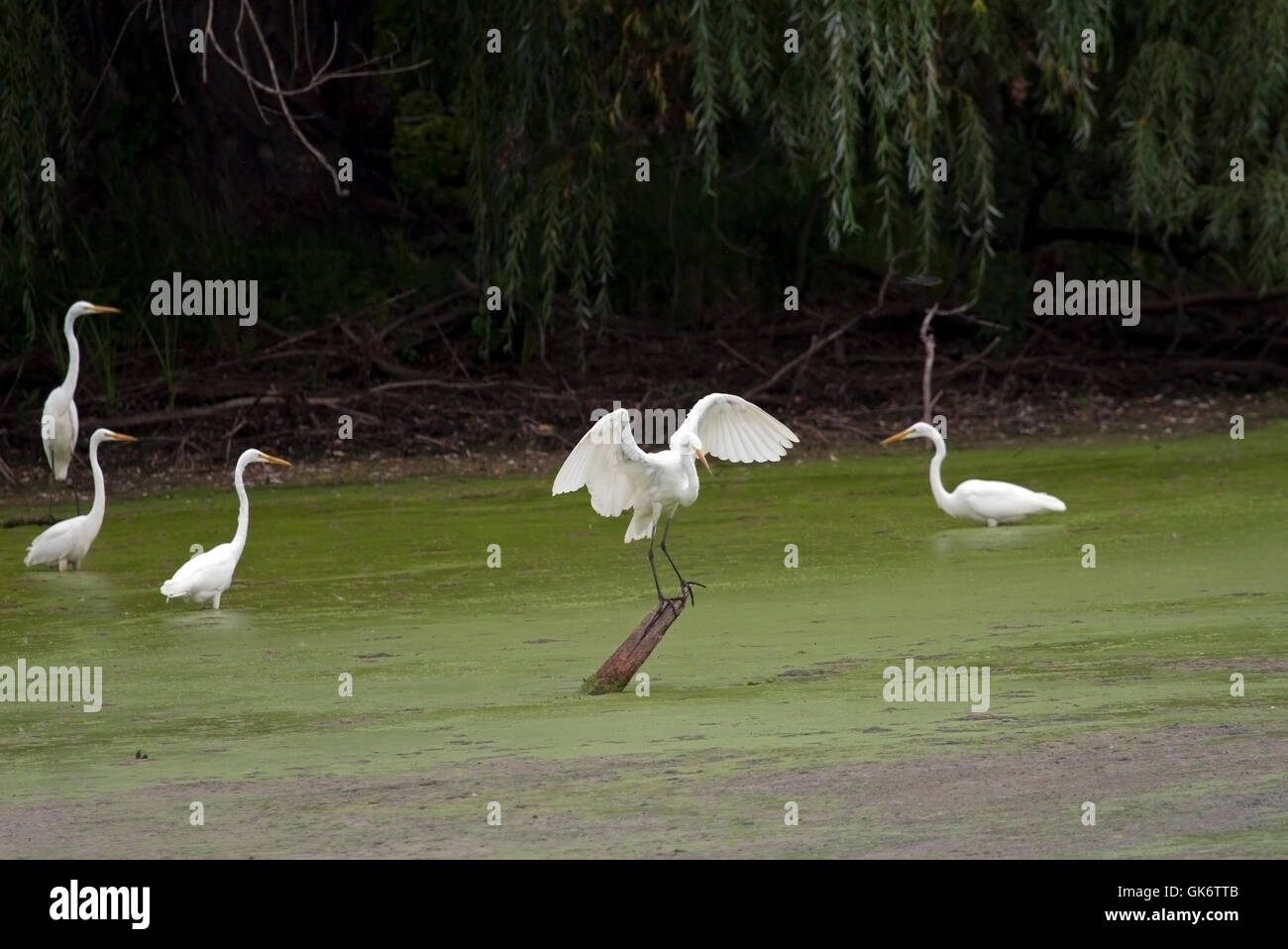 Several great white egrets gather in duckweed covered pond Stock Photo