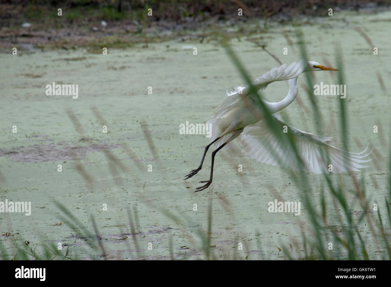 Great white egret flying over pond Stock Photo