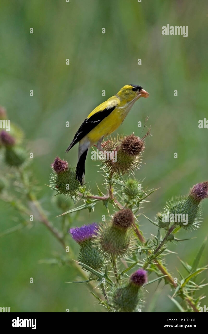 American goldfinch perched on thistle plant Stock Photo - Alamy