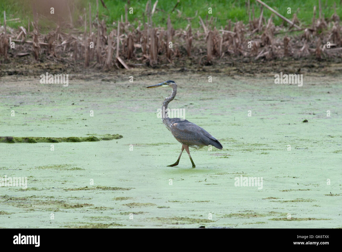 Great blue heron walks in duckweed covered pond Stock Photo