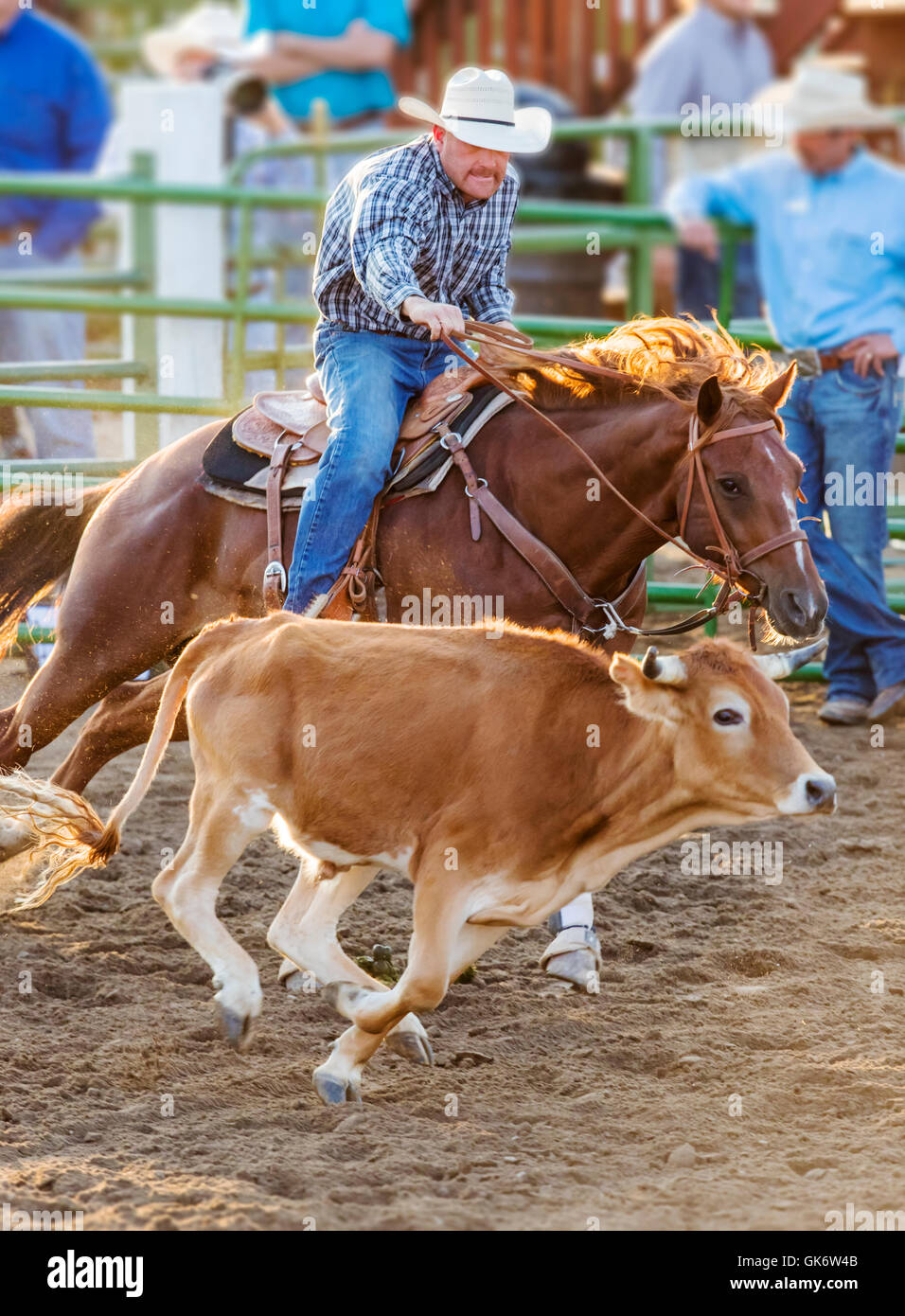 Rodeo cowboys on horseback competing in steer wrestling event, Chaffee ...