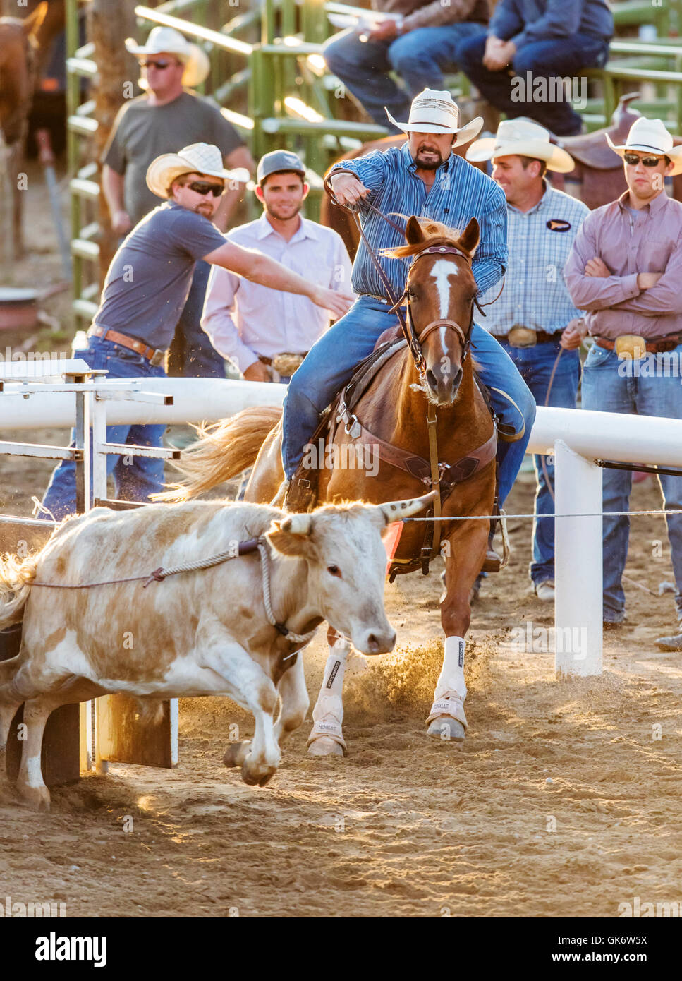 Rodeo cowboys on horseback competing in steer wrestling event, Chaffee ...