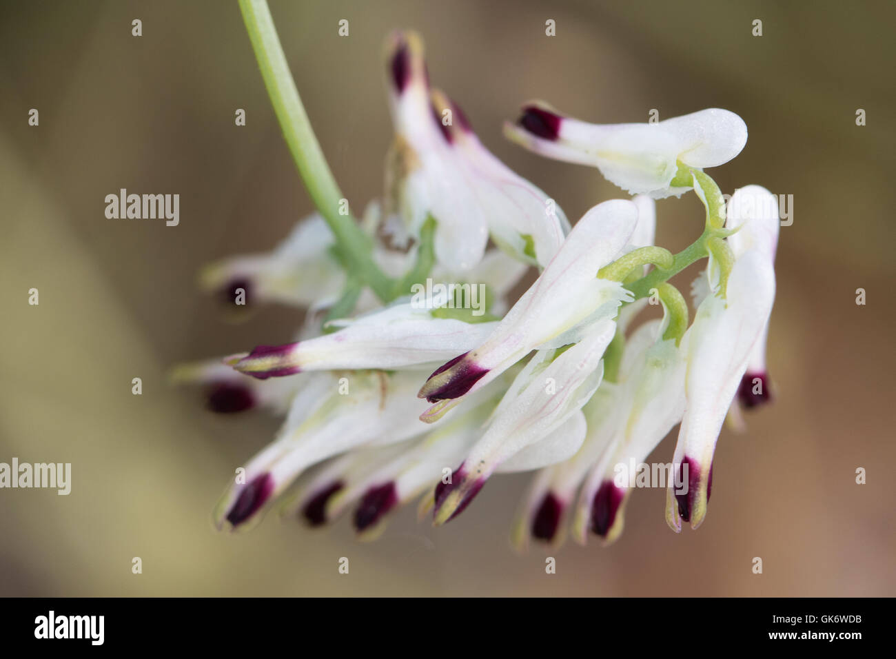 White Ramping-fumitory (Fumaria capreolata) flowers Stock Photo