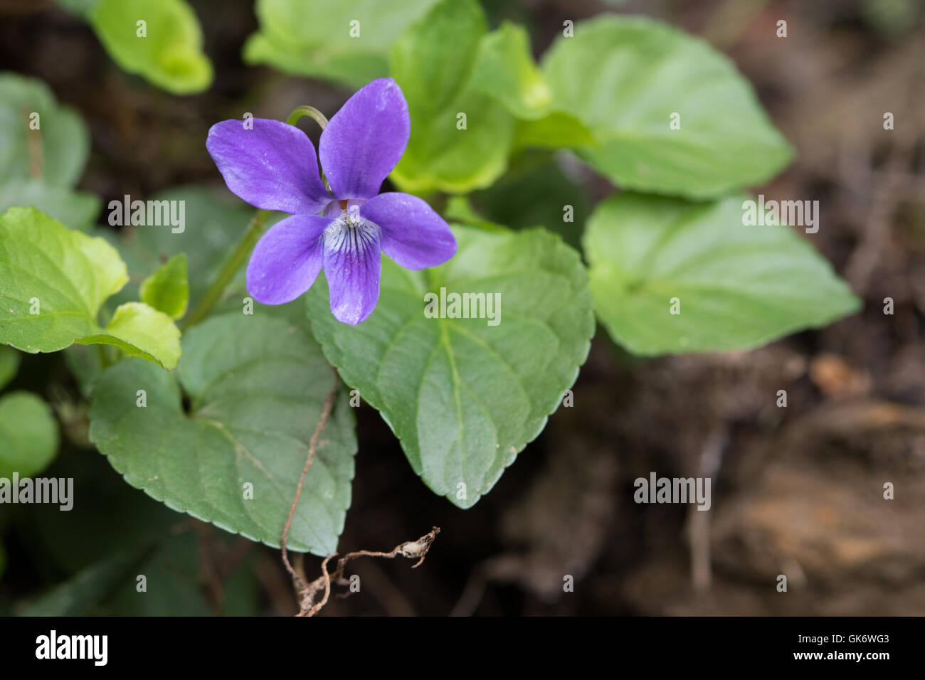 Common Dogviolet (Viola riviniana) flower Stock Photo Alamy