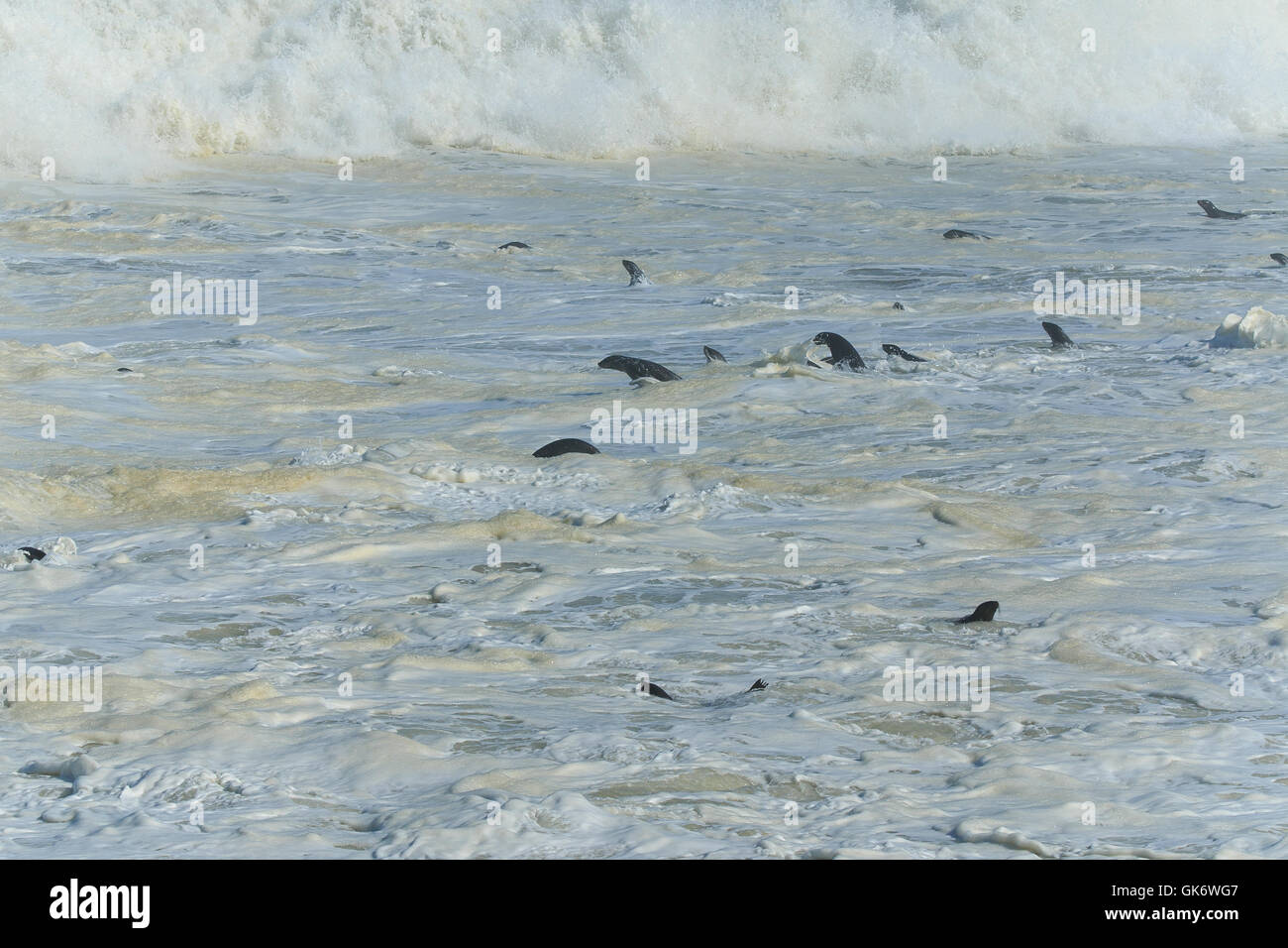 Cape fur seals swimming in ocean waves at Cape cross. Atlantic ocean Namibia Africa. Stock Photo