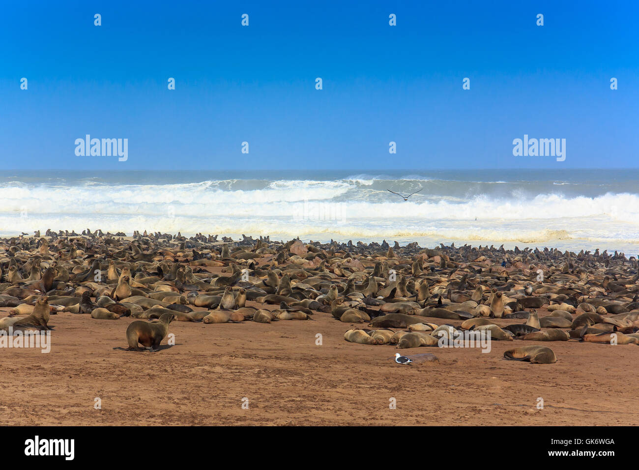 Cape fur seal group on the beach of Cape cross. Rough atlantic ocean Namibia Africa. Stock Photo