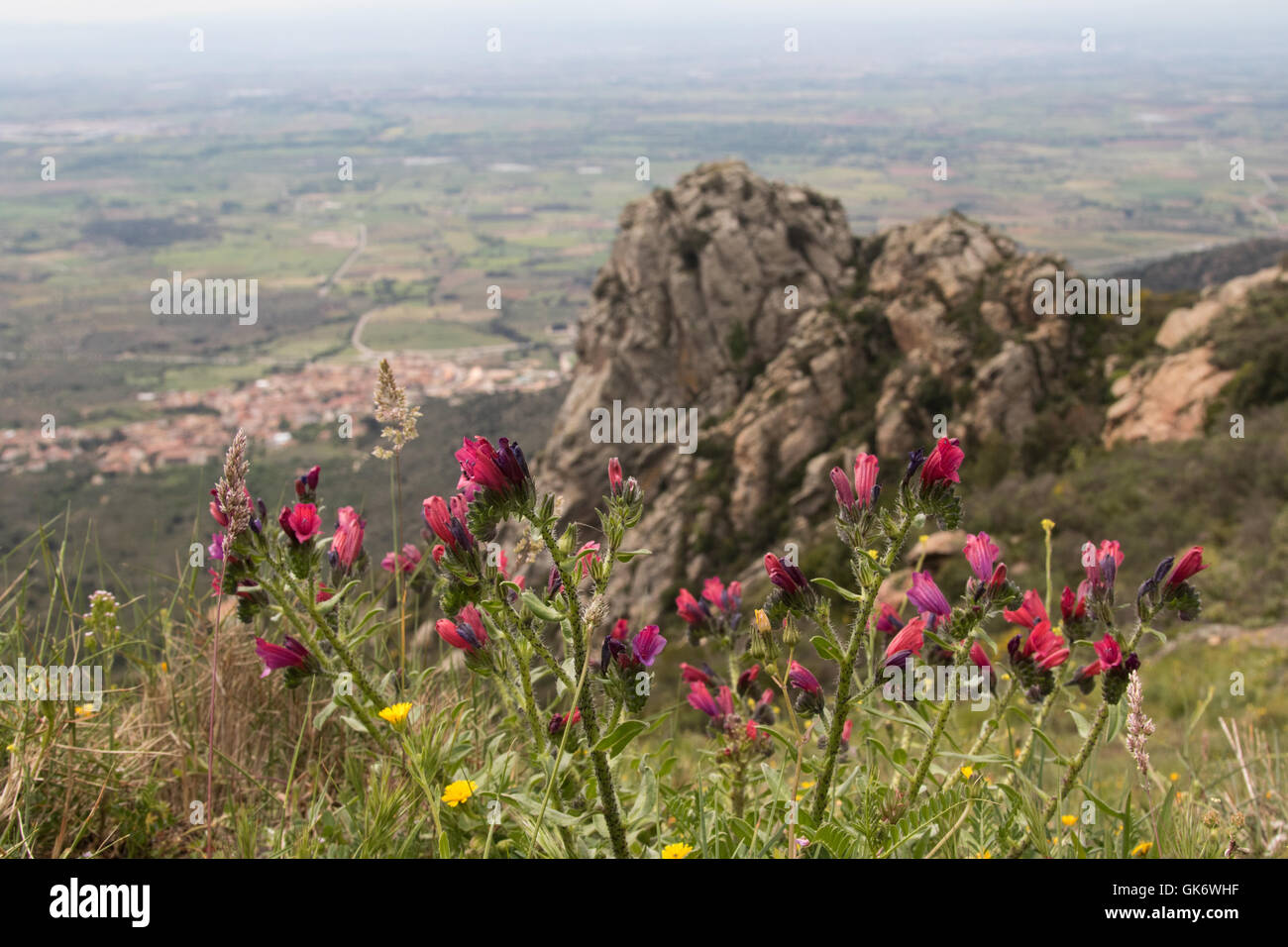 Looking over the flat plain of the Bay of Roses with Cretan viper's bugloss (Echium creticum) flowers Stock Photo